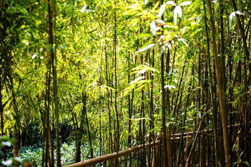 竹子是圓的？廣東佛山西樵山的方形竹子，顛覆你的認(rèn)知